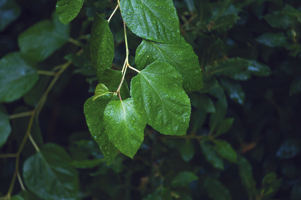 Mulberry leaf deoxynojirimycin (DNJ)