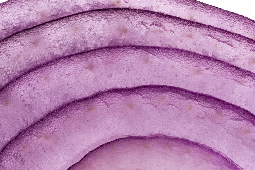 Quercefit<sup>TM</sup>Quercetin