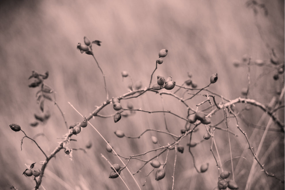 Berberine