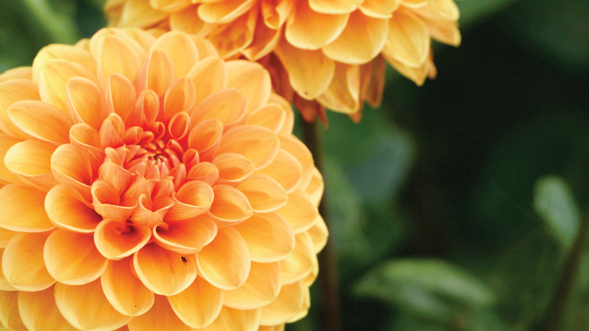 Dahlia flower extract