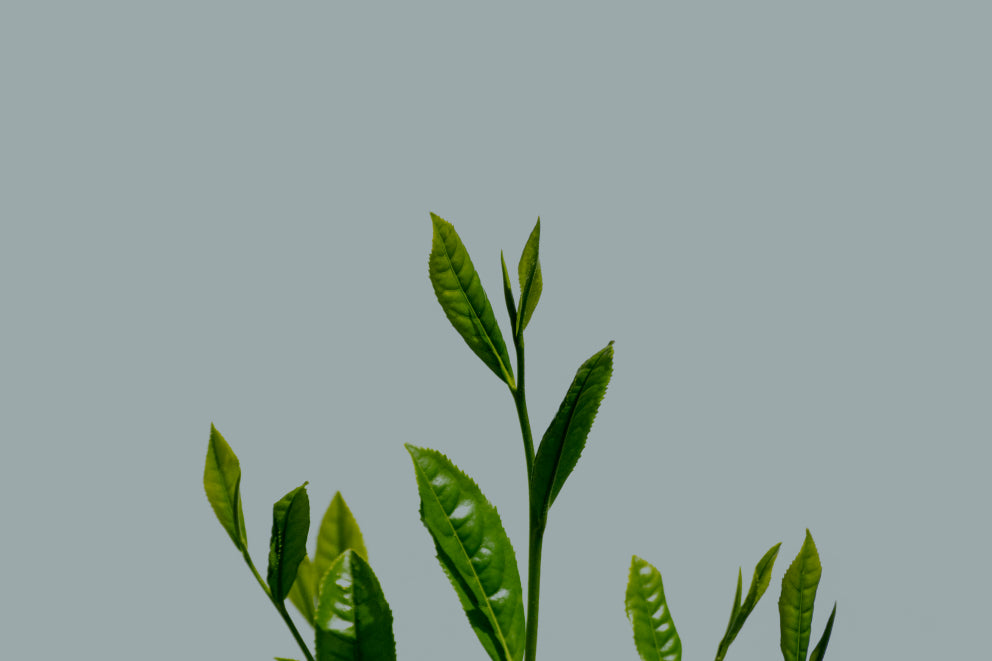EGCG