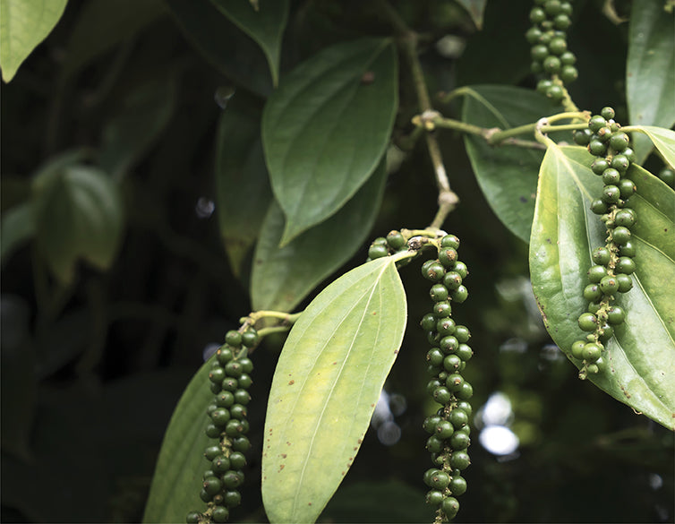 PhytoCann BP™