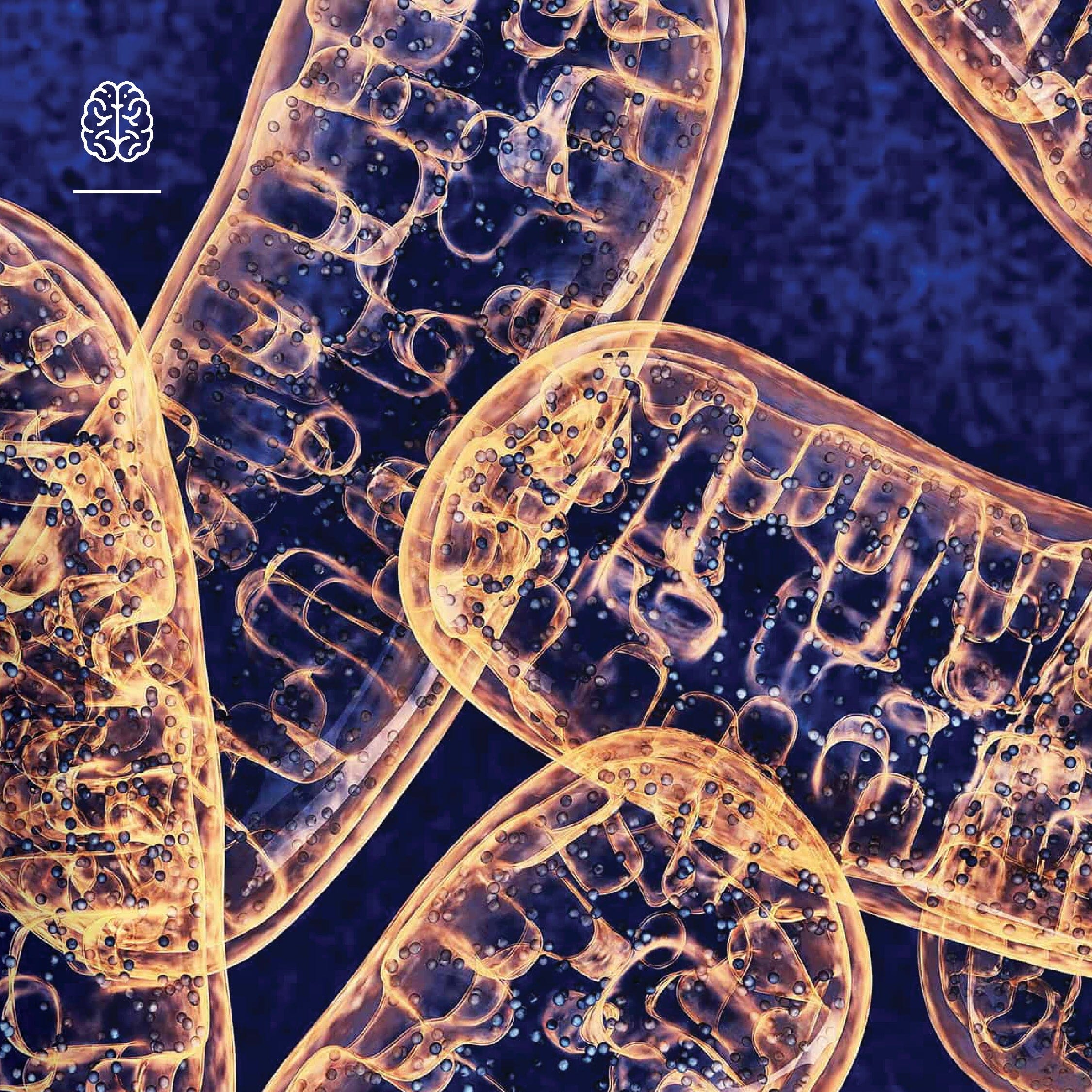 Mitochondria – your cellular power stations