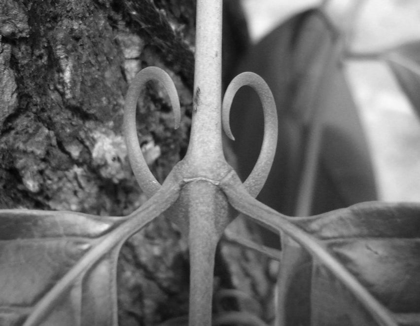 PTI-00703<sup>TM</sup>Cat’s Claw