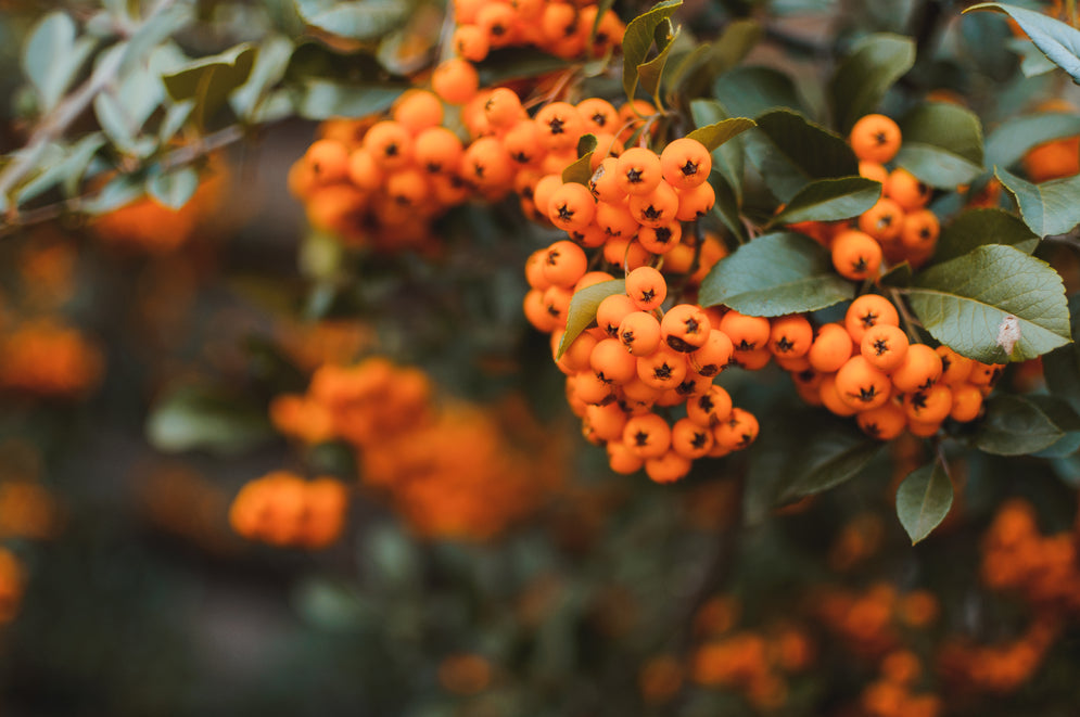 CyanthOx™ (Sea Buckthorn Extract):
