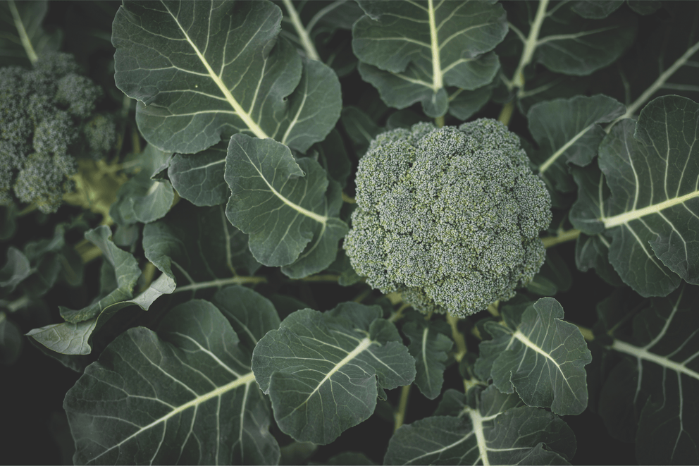 Diindolylmethane (DIM)