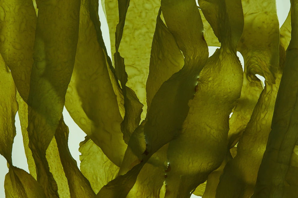 FucoMAX™ (Fucoidan):